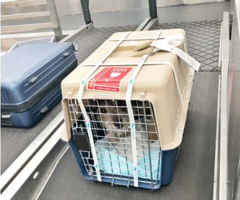 林芝宠物托运 宠物托运公司 机场宠物托运 宠物空运